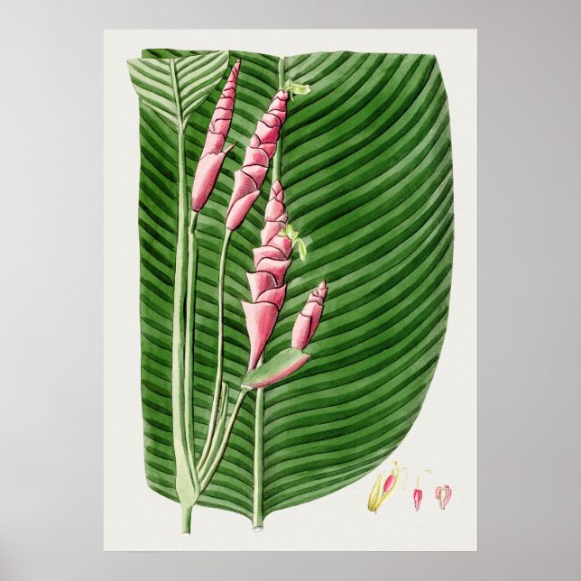 Beautiful Vintage Botanical Illustration Poster (Front)