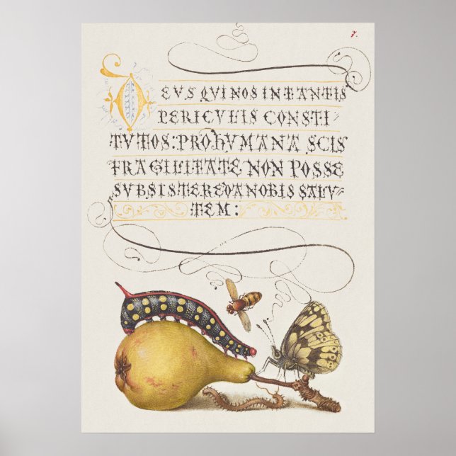 Beautiful Vintage Botanical Illustration Poster (Front)