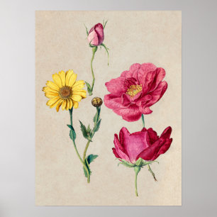 Beautiful Vintage Botanical Illustration Poster