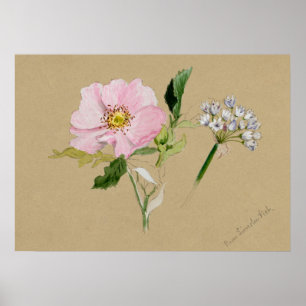 Beautiful Vintage Botanical Illustration Poster