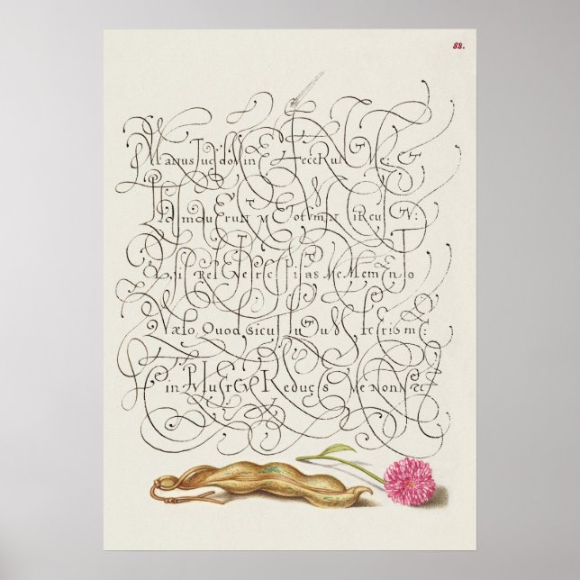 Beautiful Vintage Botanical Illustration Poster (Front)