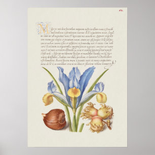 Beautiful Vintage Botanical Illustration Poster