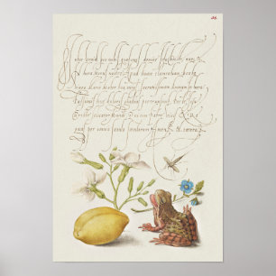 Beautiful Vintage Botanical Illustration Poster