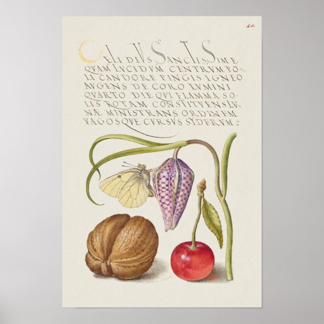 Beautiful Vintage Botanical Illustration Poster (Front)