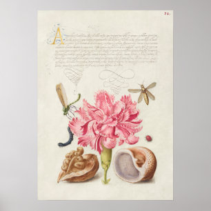 Beautiful Vintage Botanical Illustration Poster