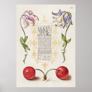 Beautiful Vintage Botanical Illustration Poster