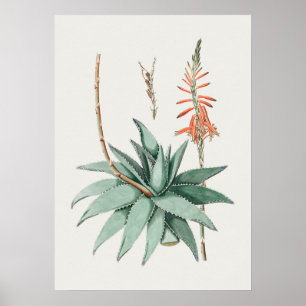 Beautiful Vintage Botanical Illustration Poster