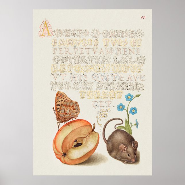 Beautiful Vintage Botanical Illustration Poster (Front)