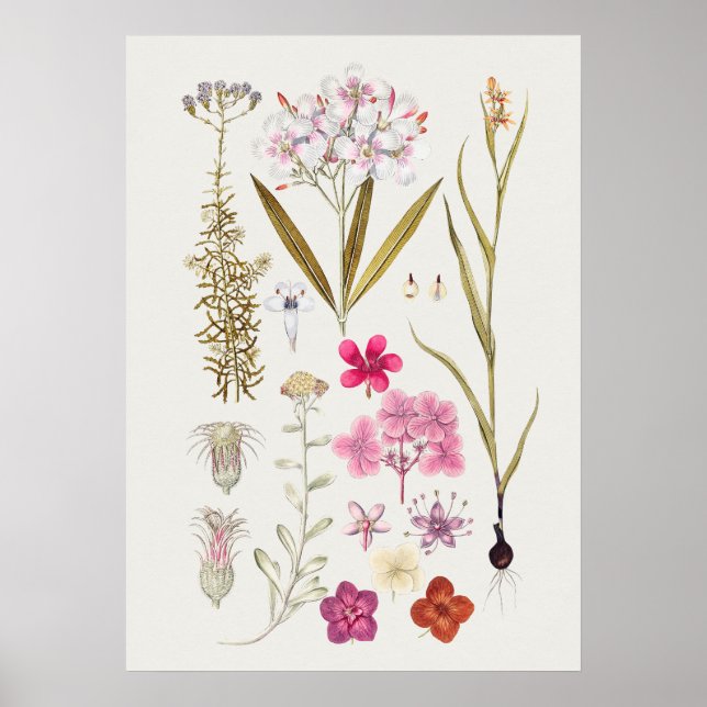 Beautiful Vintage Botanical Illustration Poster (Front)