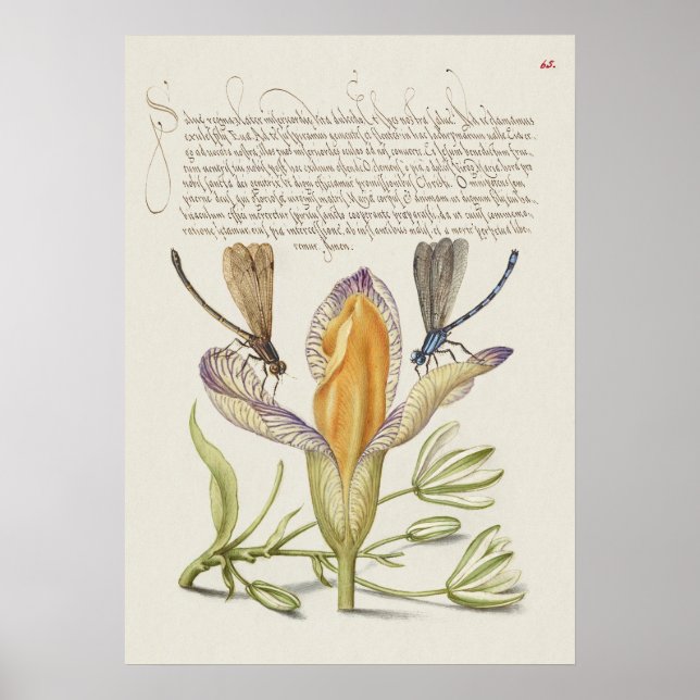 Beautiful Vintage Botanical Illustration Poster (Front)