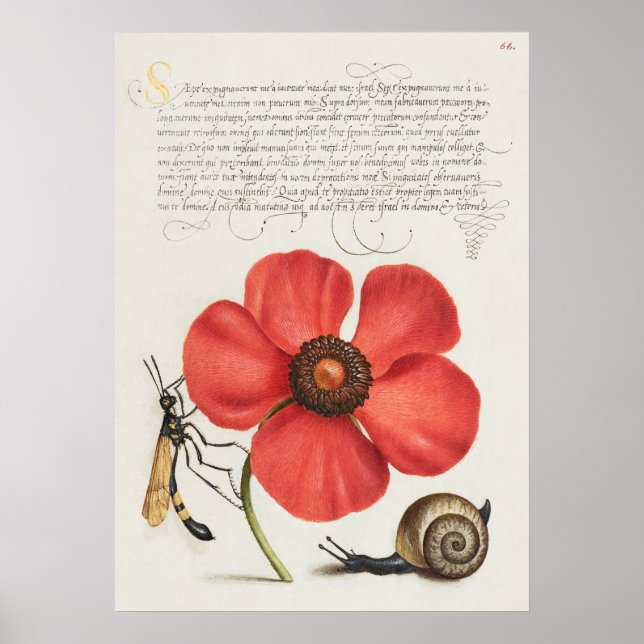Beautiful Vintage Botanical Illustration Poster (Front)