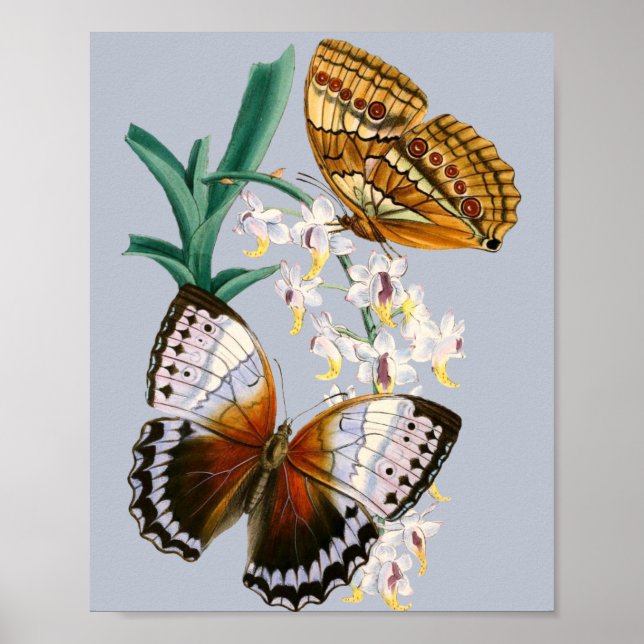 Beautiful Vintage Floral Butterfly Illustration Poster (Front)