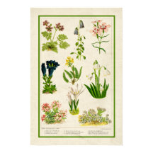 Beautiful Vintage Inspired Colour Botanical Floral