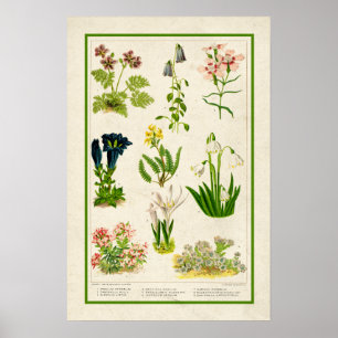 Beautiful Vintage Inspired Colour Botanical Floral Poster