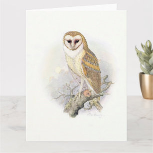 Beautiful Vintage Painting of a Barn Owl Card