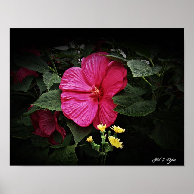 Beautiful Visions Hibiscus Floral Wall Art GPsg (Front)