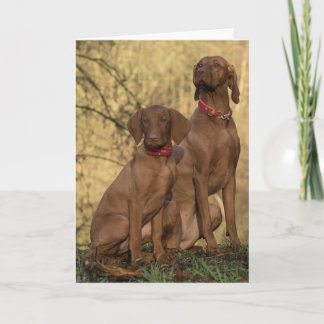Beautiful Vizsla Sporting Dogs Thank You Card