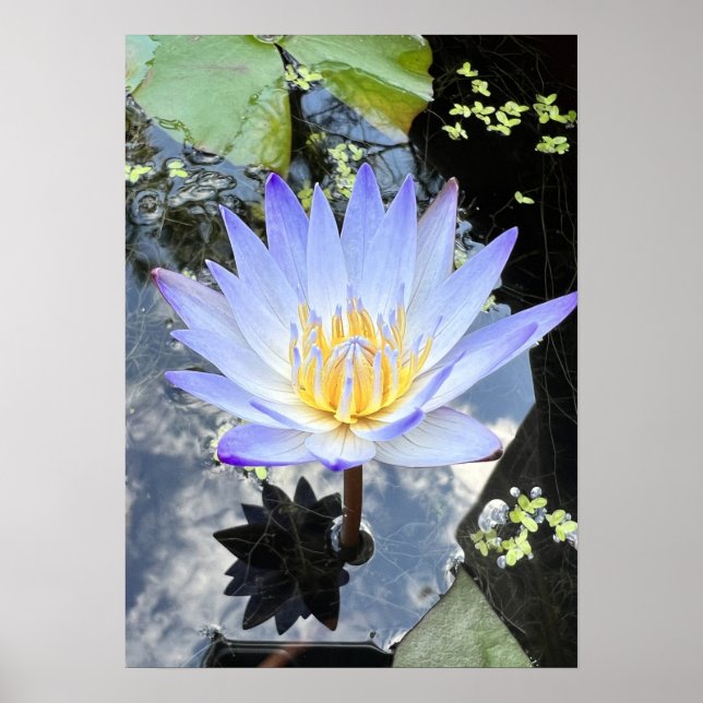 Beautiful Water Lilly Photo Sky Reflection Poster (Front)