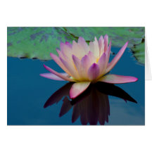 Beautiful Water Lily Floral Photo