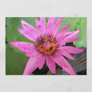 beautiful water lily moving annoucement announcement