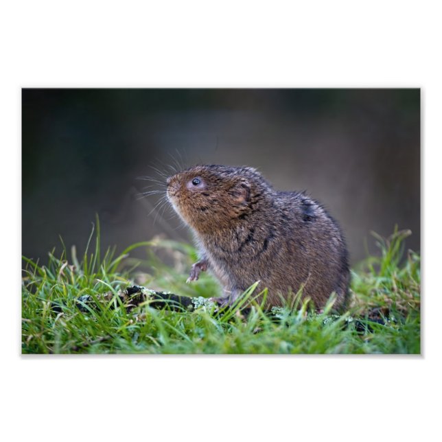 Beautiful Water vole 12" x 8" Print (Front)