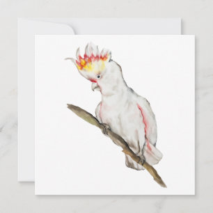 Beautiful watercolor cockatoo parrot hand drawing