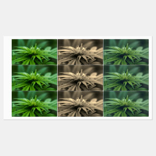 Beautiful Weed
