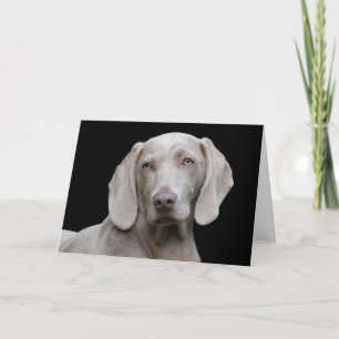 Beautiful Weimaraner Hunting Dog Card