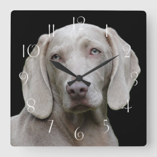 Beautiful Weimaraner Hunting Dog Square Wall Clock