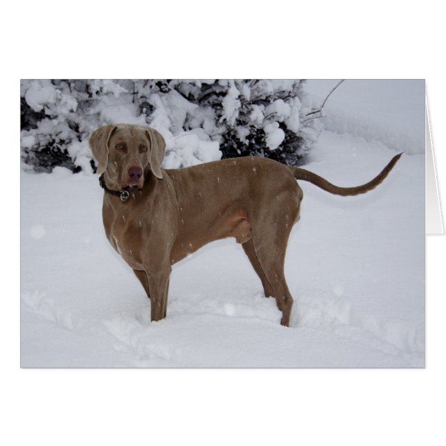 Beautiful Weimaraner in the snow (Front Horizontal)