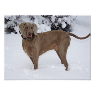 Beautiful Weimaraner in the snow Photo Print