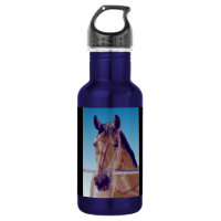 Beautiful Western Horse