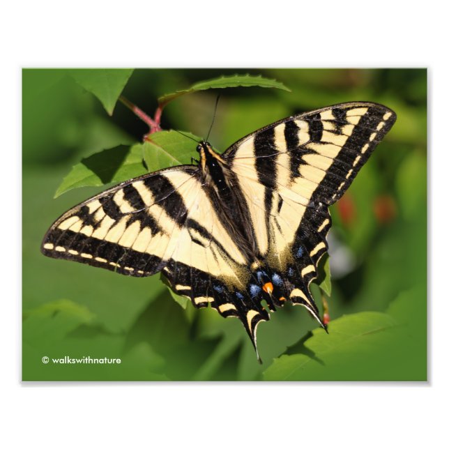 Beautiful Western Tiger Swallowtail Butterfly Photo Print (Front)