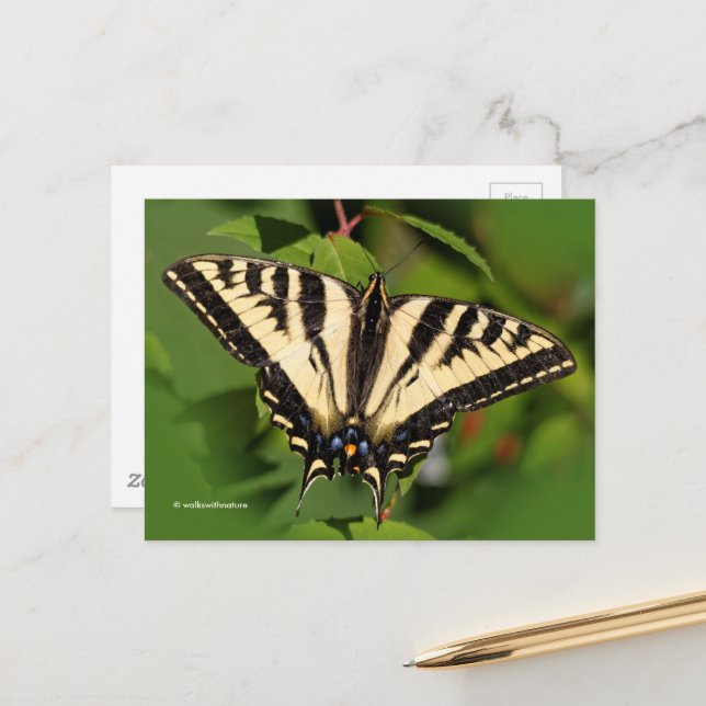 Beautiful Western Tiger Swallowtail Butterfly Postcard (Front/Back In Situ)
