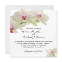 Beautiful White and Hot Pink Orchids