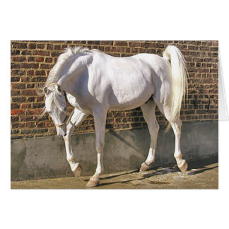 Beautiful White Arabian Horse