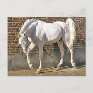 Beautiful White Arabian Horse Postcard