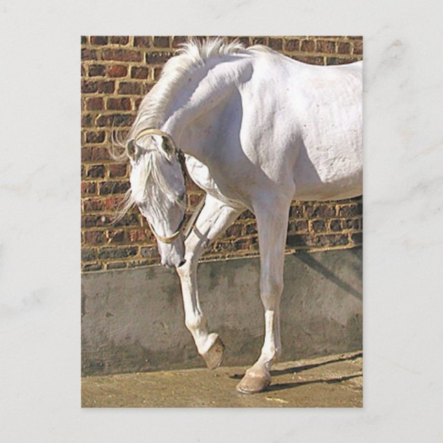 Beautiful White Arabian Horse Postcard (Front)