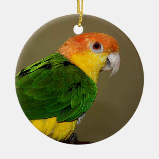 Beautiful White Bellied Caique Parrot Posing Ceramic Ornament (Front)