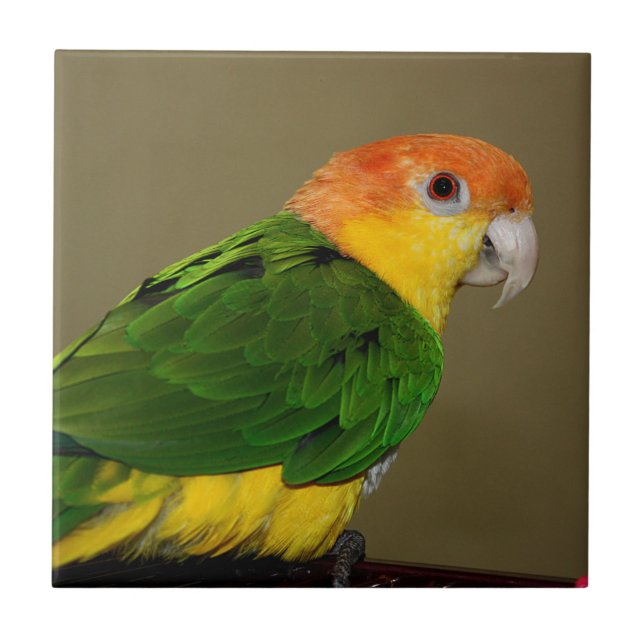 Beautiful White Bellied Caique Parrot Posing Ceramic Tile (Front)