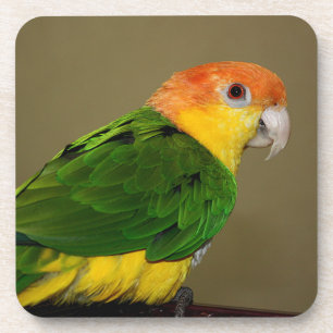 Beautiful White Bellied Caique Parrot Posing Coaster