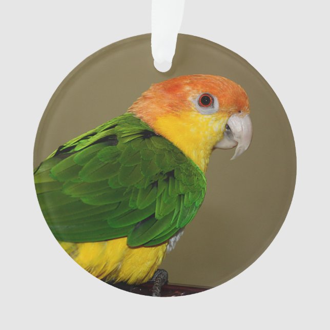 Beautiful White Bellied Caique Parrot Posing Ornament (Front)