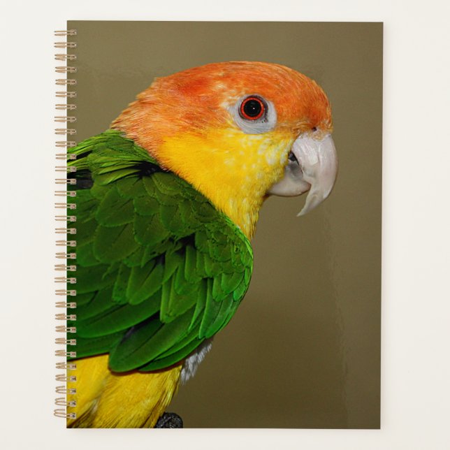 Beautiful White Bellied Caique Parrot Posing Planner (Front)