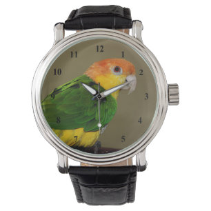 Beautiful White Bellied Caique Parrot Posing Watch