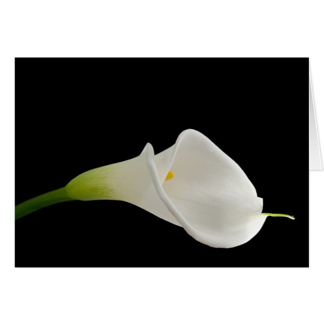 Beautiful white calla (Front Horizontal)