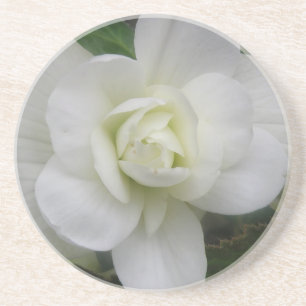 Beautiful White Carnation Coasters