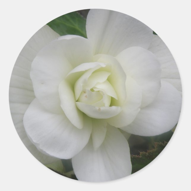 Beautiful White Carnation Stickers (Front)