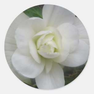 Beautiful White Carnation Stickers