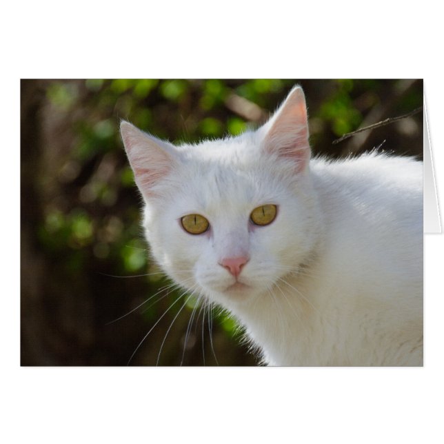 Beautiful White Cat (Front Horizontal)