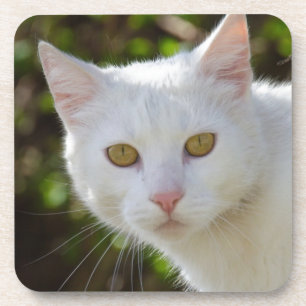 Beautiful White Cat Coaster